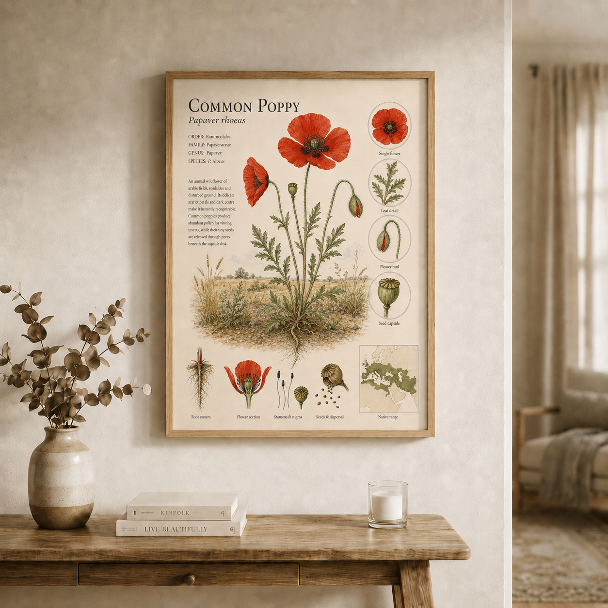 Common Poppy — Naturalist Field Plate | Printable Botanical Wildflower Wall Art